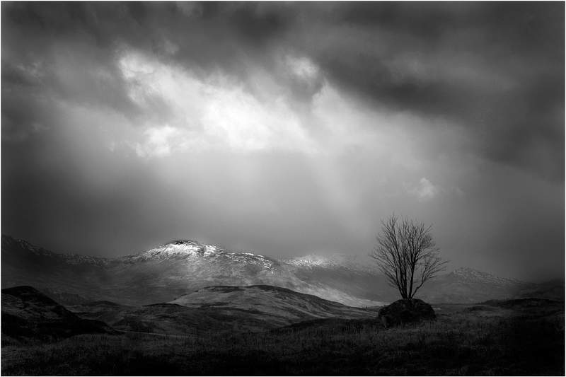 LoneTree, Rannoch Moor.jpg